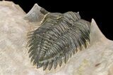 Metacanthina Trilobite - Lghaft, Morocco #153898-5